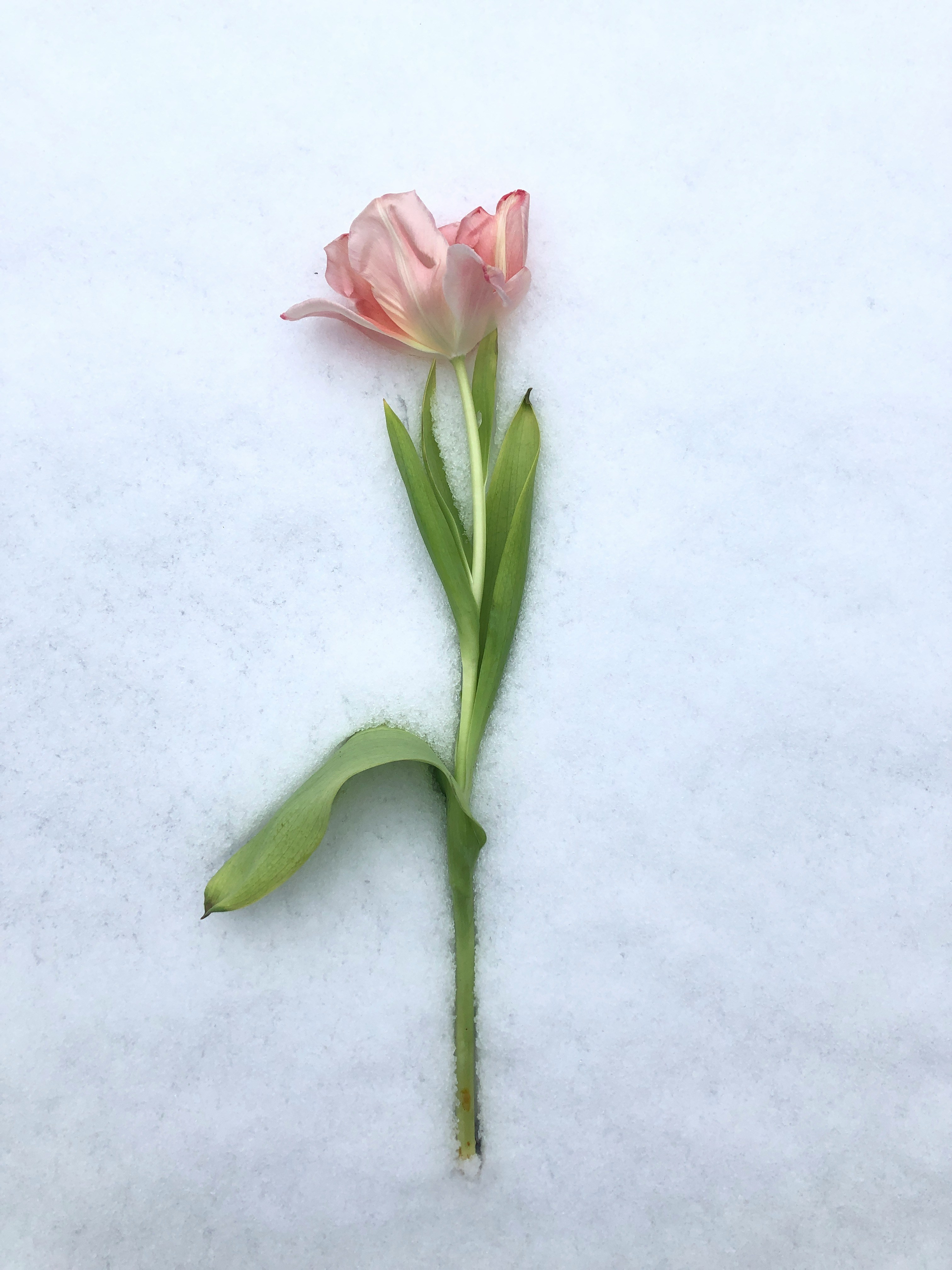 a-wintery-connection