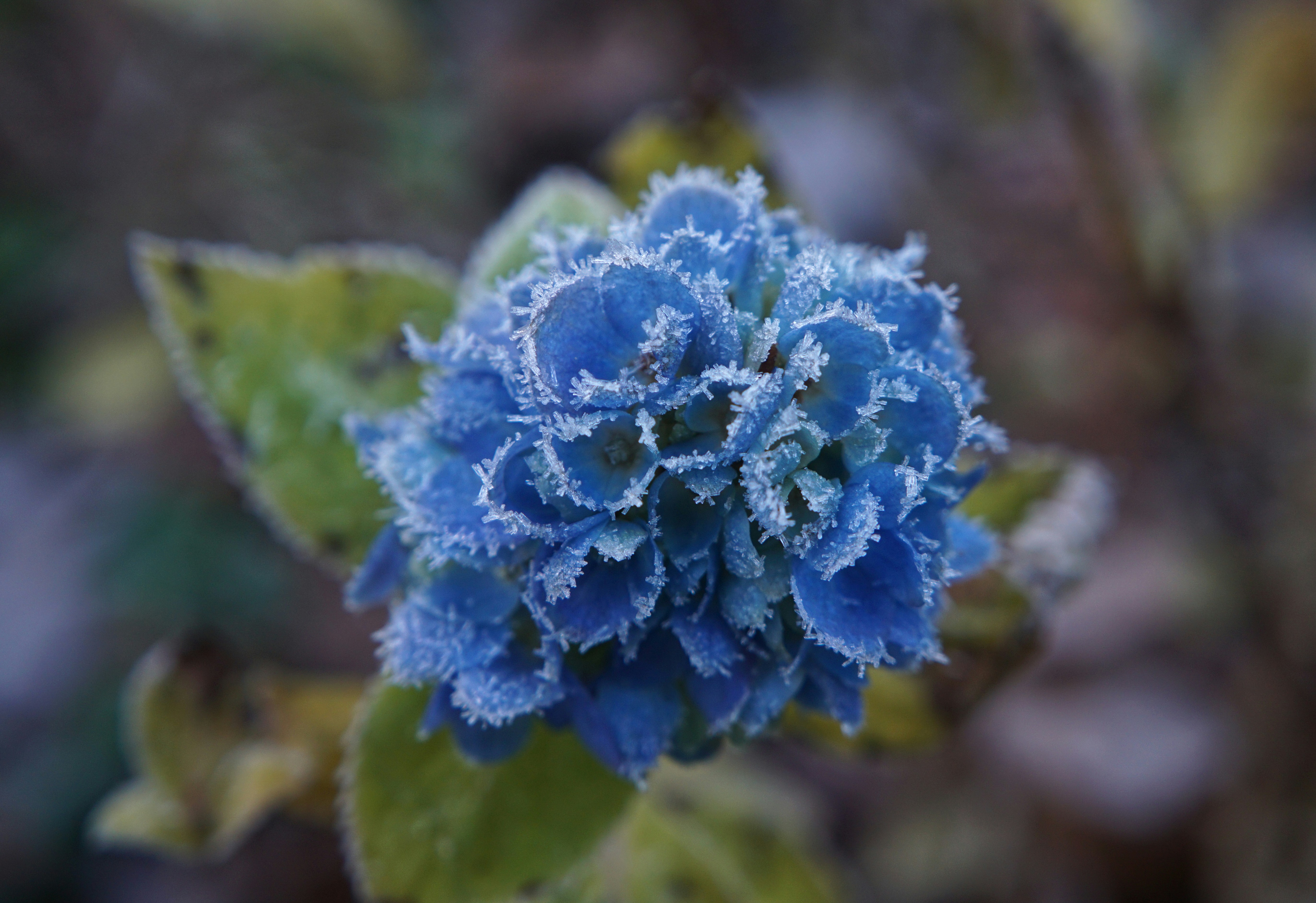 frosted-flower